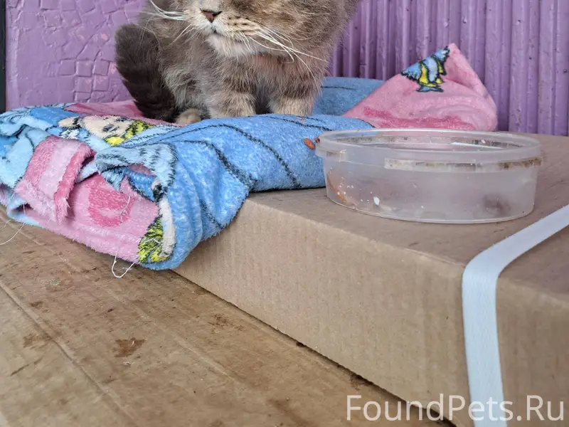 Найден кот,выброшен на Димитро...