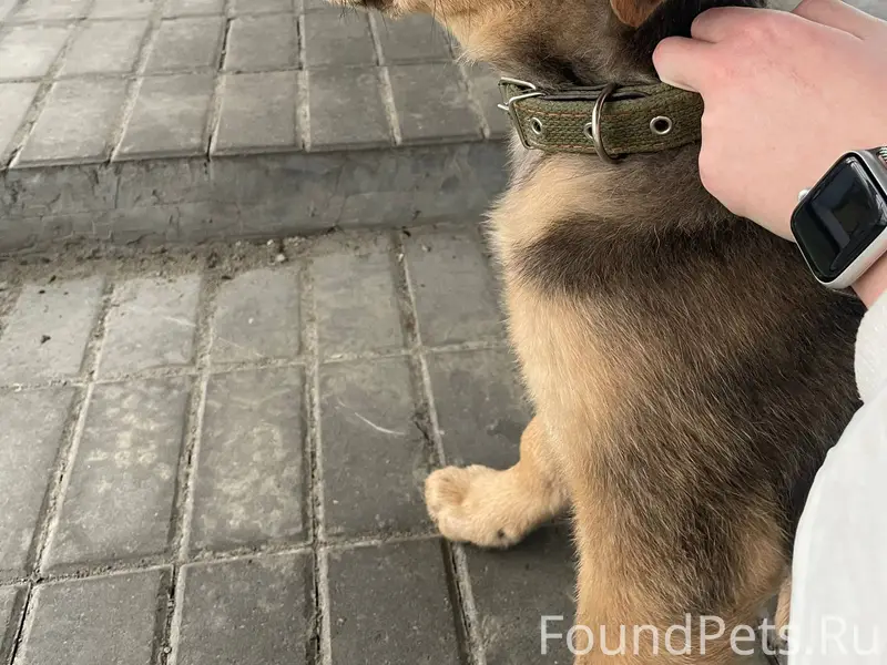 ЧЕЙ ЩЕНОК?! Люди видели, что с...