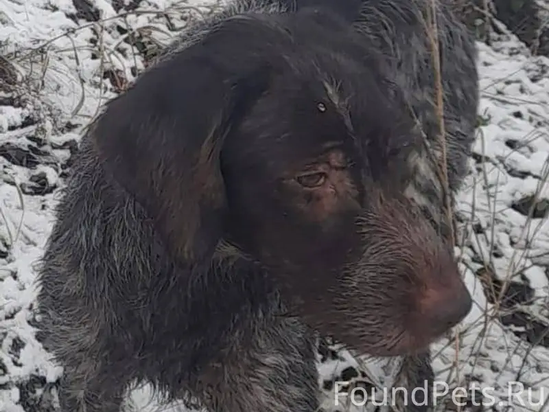 ПРОПАЛА СОБАКА Пропал любимый ...