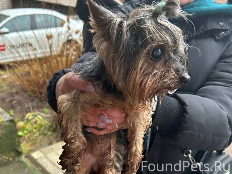 Чья потерялась собака ? Бегала...