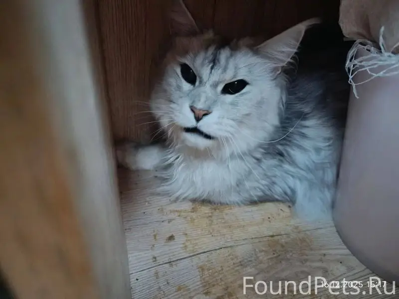 Найден кот мейн-кун (окрас сер...