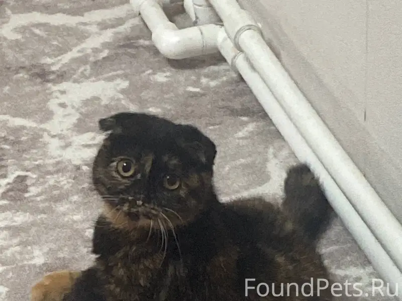 Срочно!!! Помогите найти кошку...