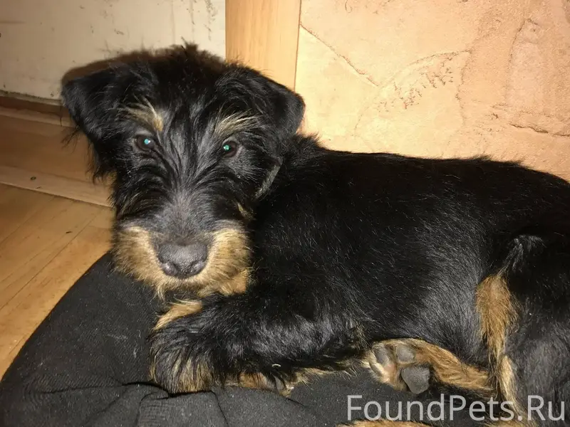 Вчера пропала собака кличка Ро...