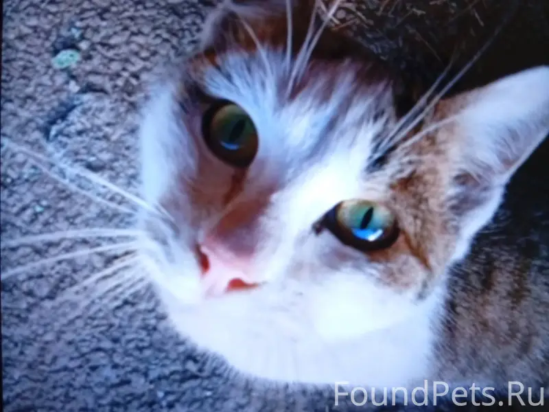 Пропал кот по кличке Мурзик во...