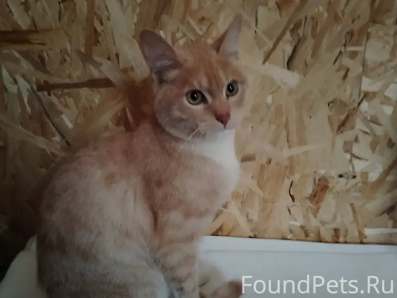 Найден кот. Город Кострома, ул...