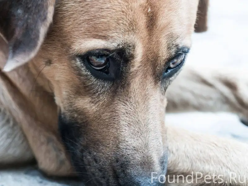 «Потерялся»: пес проехал в эле...