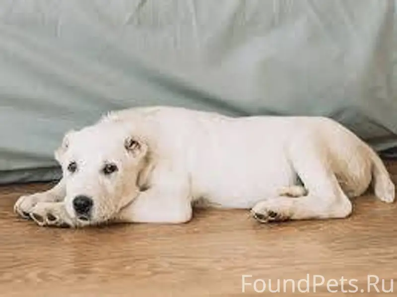 Чья-то белая Собака похоже сбе...