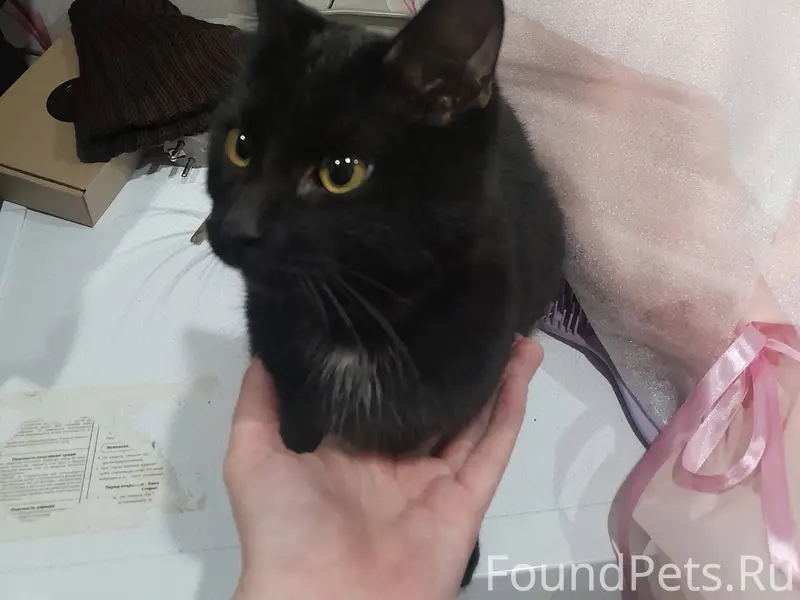 Найден котик. Двор Юбилейная 9...