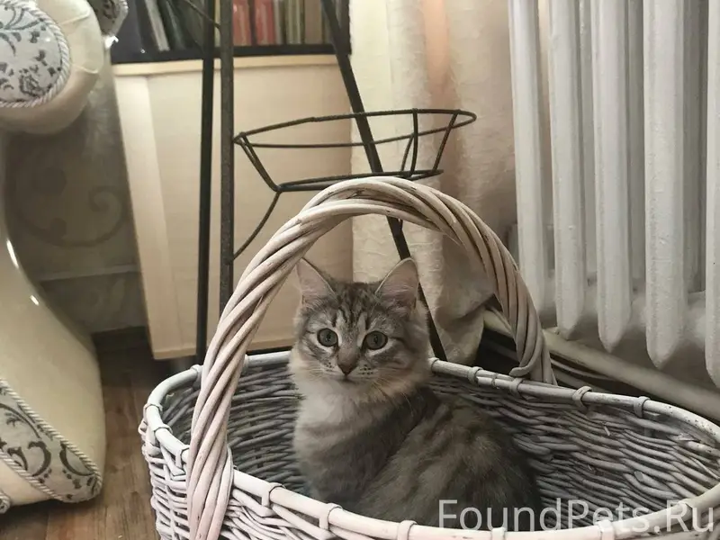 Потерялась кошка Василиса, на ...