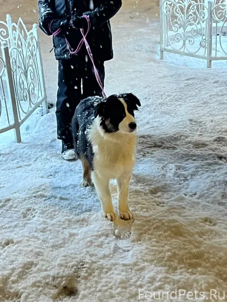 Сегодня утром на прогулке с ул...