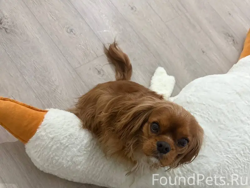 Админ, пропусти пожалуйста! По...