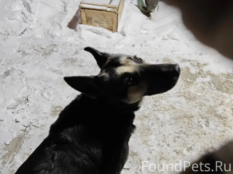 Найдена собака в районе крытог...