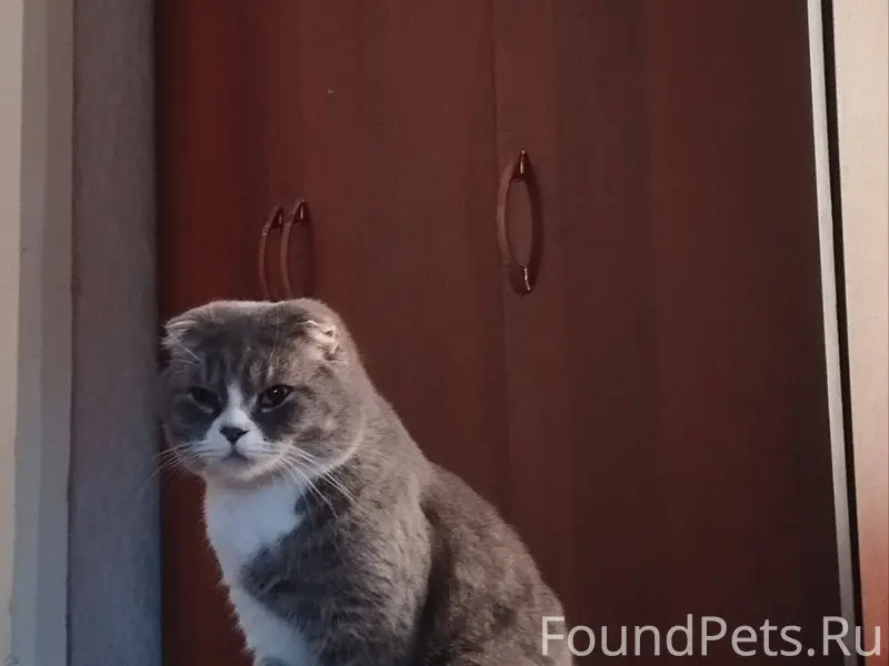 Пропал кот в районе лесхоза, о...