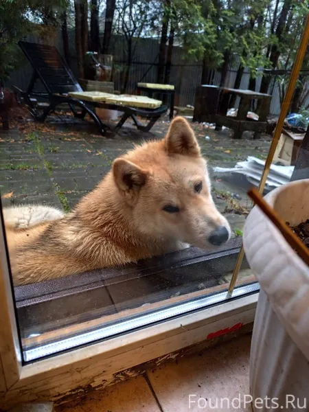 Потерялась собака. Кличка шрам...