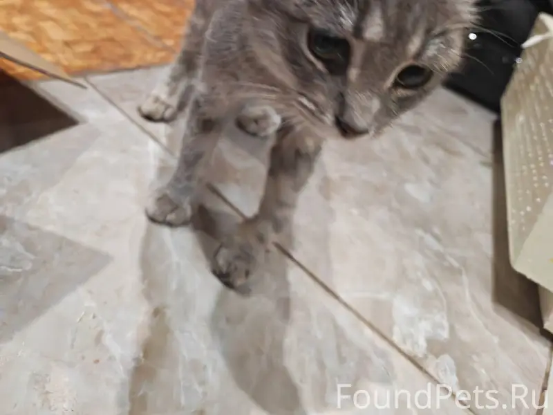 Найден котёнок. Возле МКОУ "Ив...