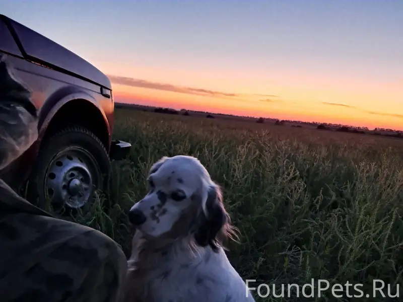 ‼️‼️‼️Пропала собака‼️‼️‼️ Кли...