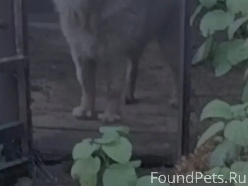 Пропал щенок тибетского мастиф...