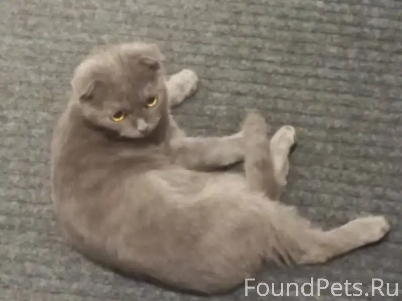 17.12.25 найден котёнок, мальч...