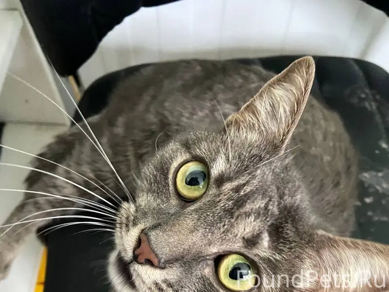 Найдена кошка на Елецком у ТЦ....