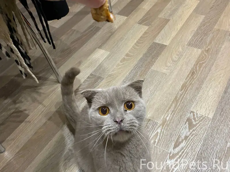 Найдена кошка в п. Вычегодском...