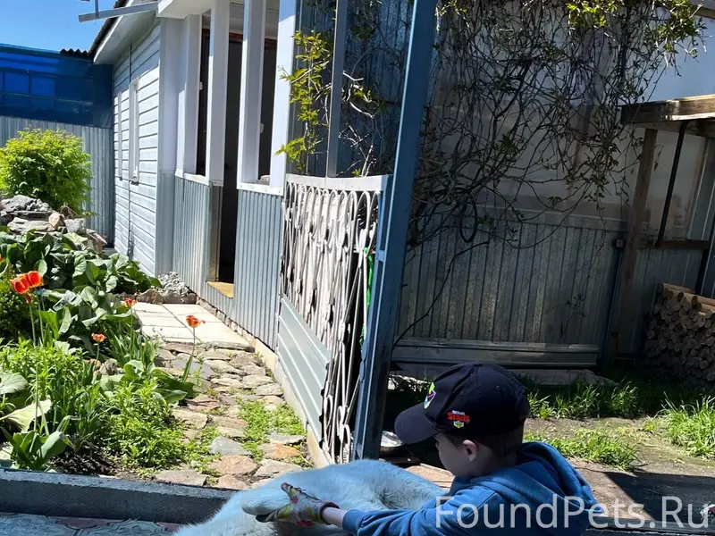 🆘 ПОТЕРЯЛСЯ ПЁС 🆘 Зовут Умка.....