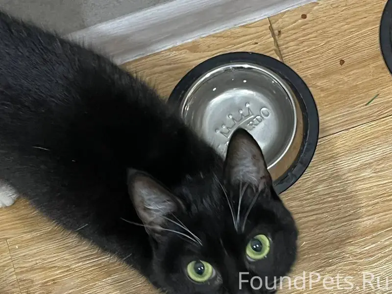 Была найдена кошка, по адресу ...