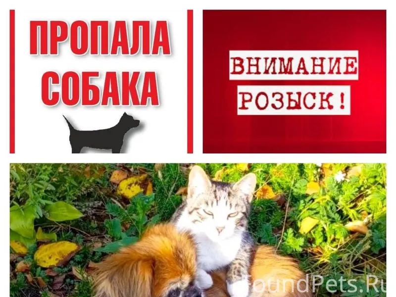 ‼️‼️ПОМОГИТЕ НАЙТИ‼️‼️ Посёлок...