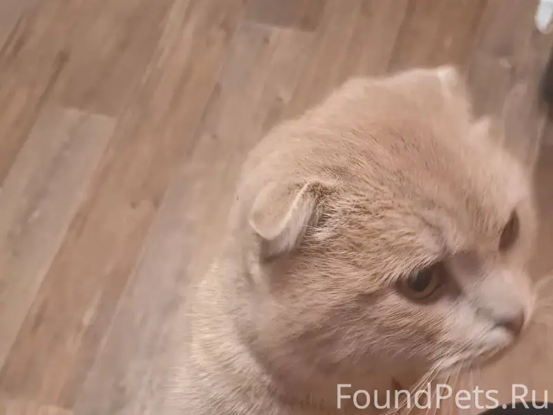 Пропал кот в районе набережной...