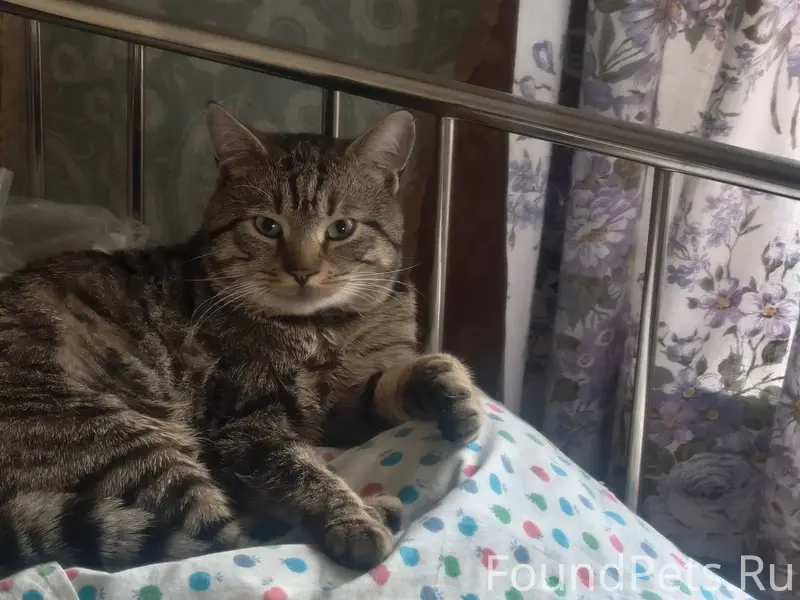 Пропал кот. Шуба полосатая, мо...