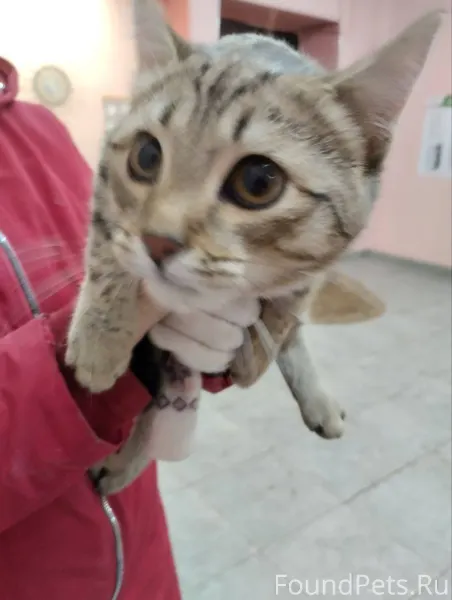 Кто то выкинул кота,месяцев 5....