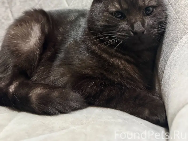 ‼️Найден кот в районе ресторан...