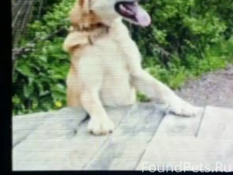 Пропала охотничья собака пород...