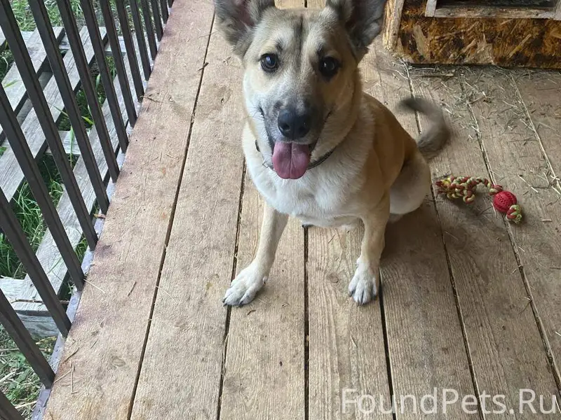 Пропала собака поле где фабрик...