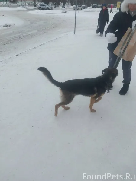 Найдена собака возле Магнита (...