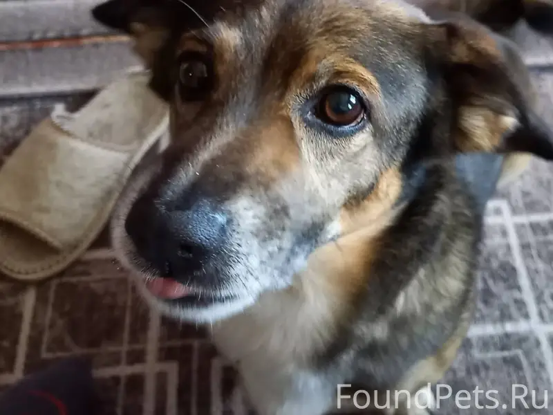 Потерялась собака, кличка Сень...