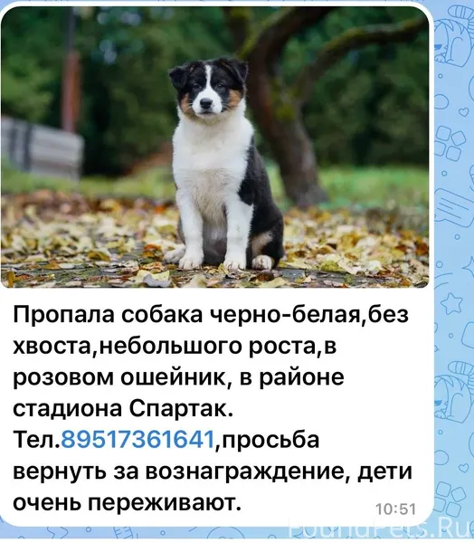 Убежала, от испуга собака. Вдр...