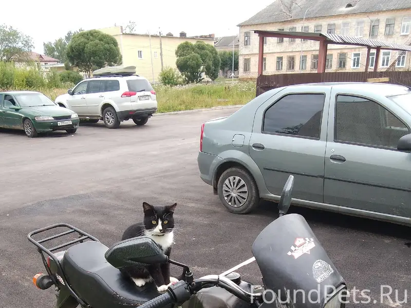 Пропал кот, кто видел напишите...