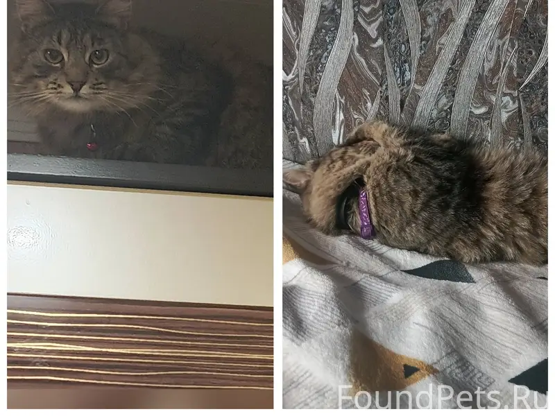 Здравствуйте всем! Пропал кот,...