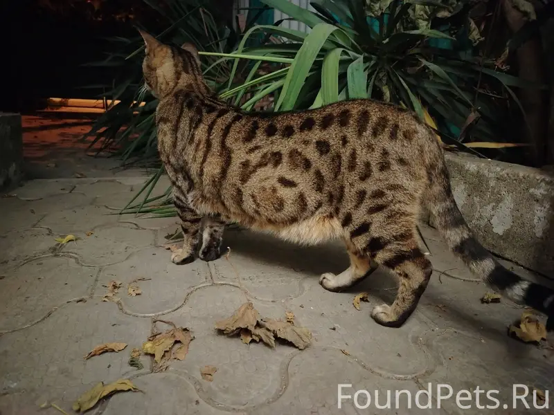 Здравствуйте! Пропал кот по кл...