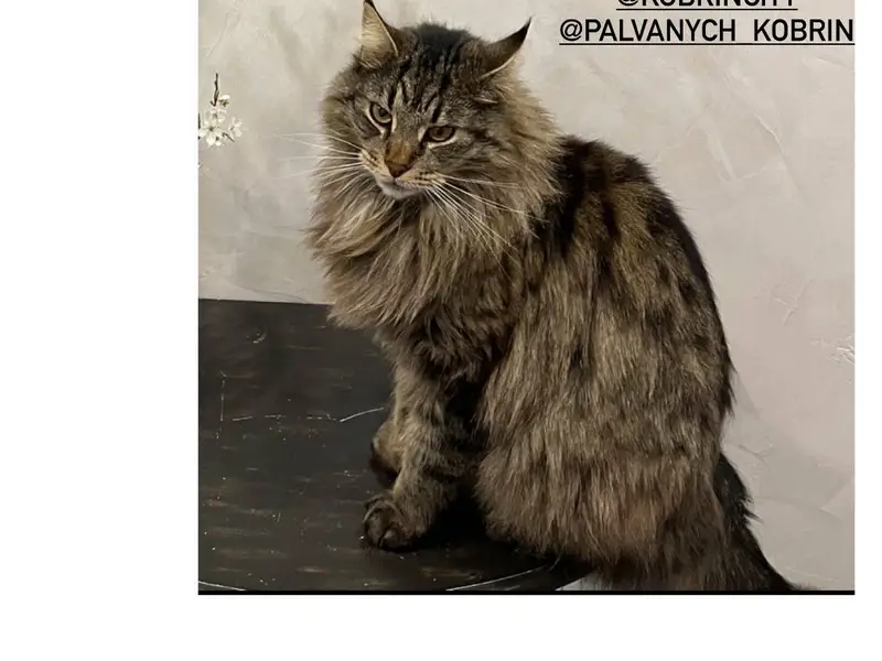 Пропал кот, домашний , подробн...