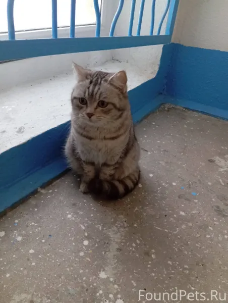 Найден кот, домашний, упитанны...