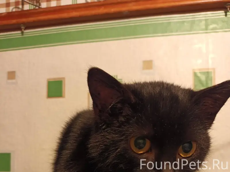 Добрый день. Супруг нашёл вот ...