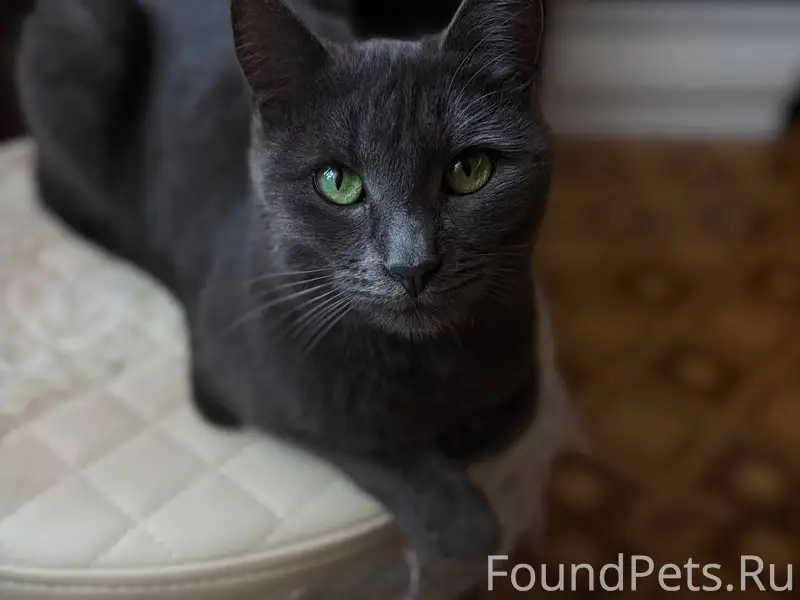 Пропала кошка❗️ Убежала в райо...