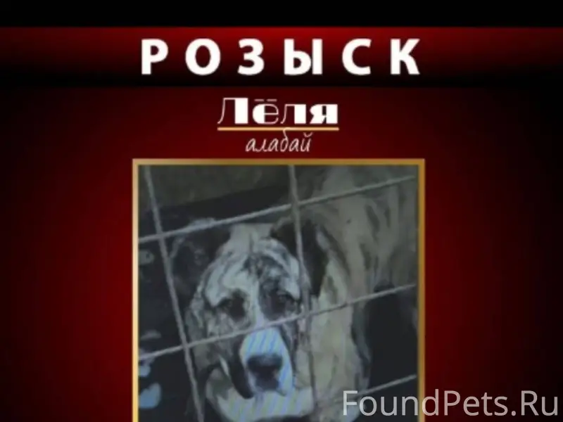 ПРОПАЛА СОБАКА породы АЛАБАЙ д...