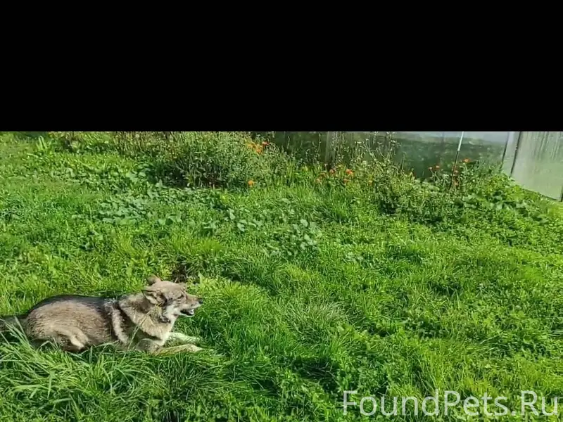 Убежала собака,мальчик , кличк...