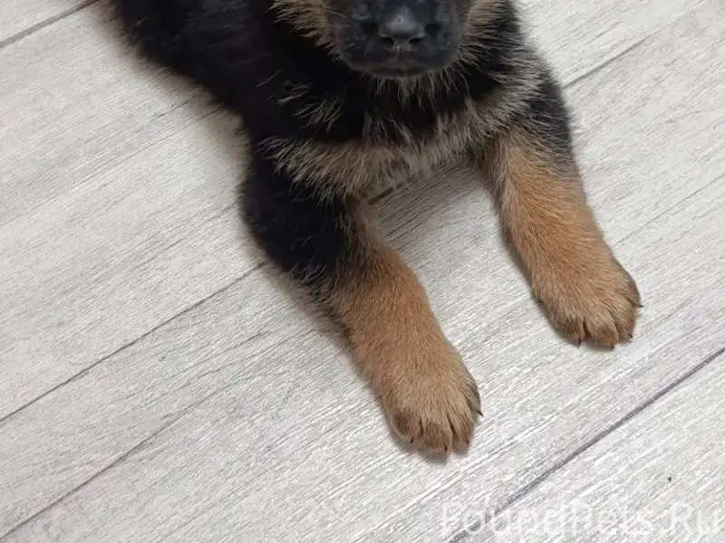 Добрый день, потерялся щенок, ...