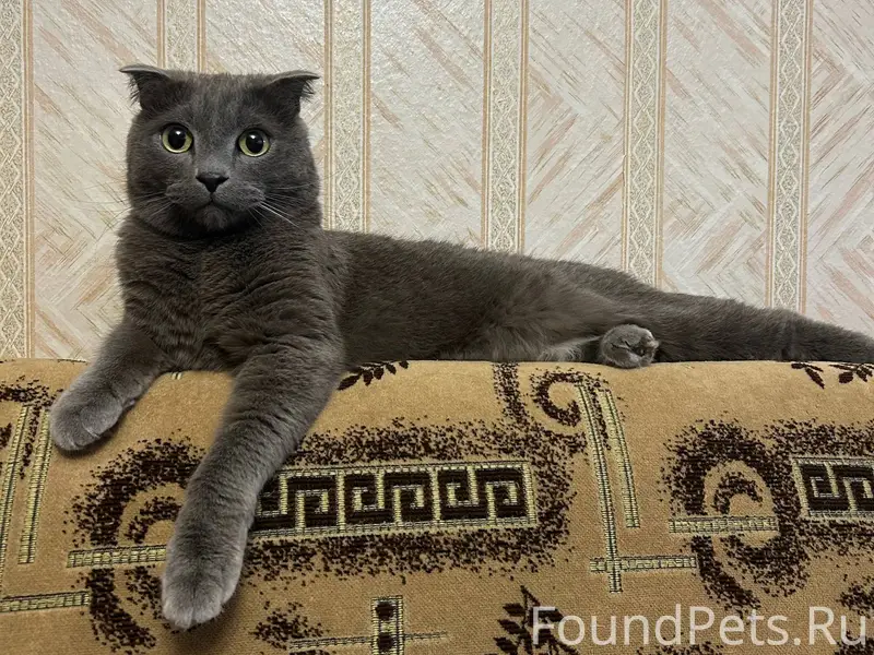 Найден кот на Юбилейной 18, 6....