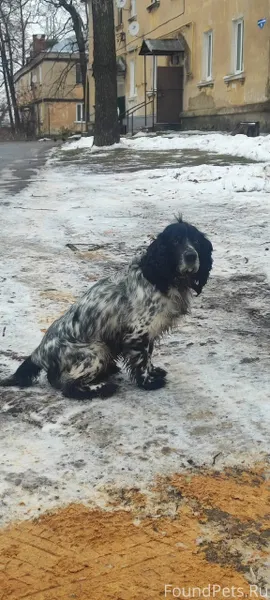 Солнечная 1в, у мусорки бегает...