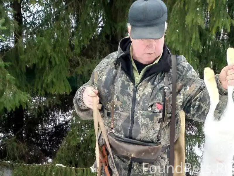 Потерялась собака, лет 5-6. По...