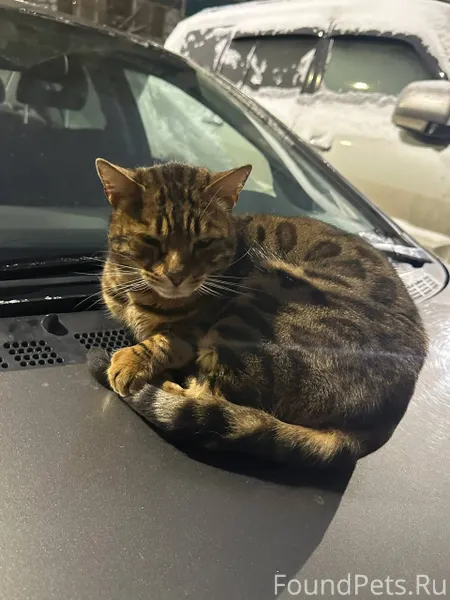❗НАЙДЕН КОТ, похож на Бенгальс...